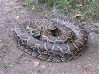 Eastern Diamondback Rattlesnake