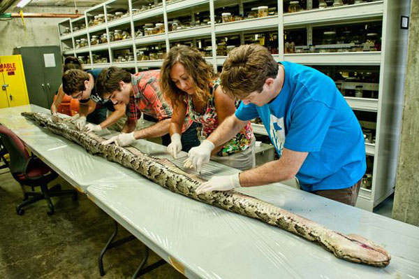 Largest Burmese Python Captured In Florida Carried 87 Eggs