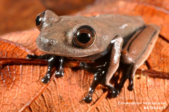 Cocoa frog