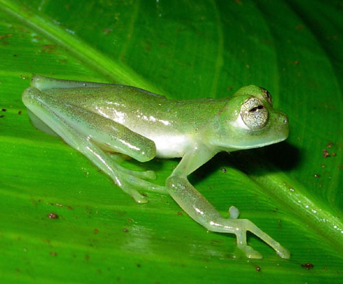 Nymphargus glass frog colombia