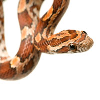 Corn Snake