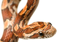 cornsnake