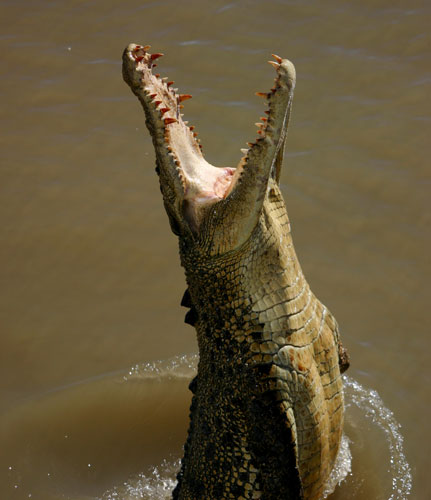 crocodile