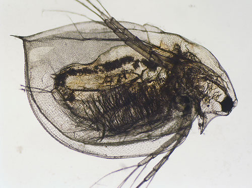 Daphnia