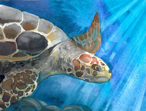 green sea turtle art