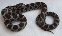 Eastern fox snake