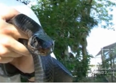 Eastern Indigo Snake