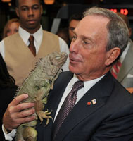 Elizabeth the New York City Iguana