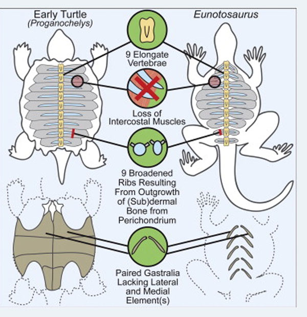 How the turtle got its shell