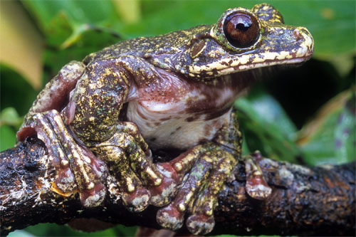 IUCN reptile and amphibian red list