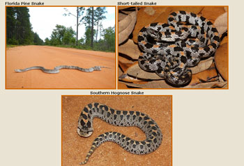 Florida snake registry