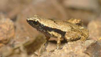 Gardiner's frog