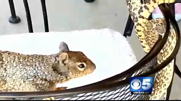 gopher snake versus squirrel