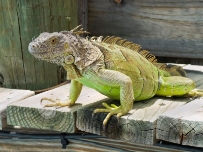 gree iguana