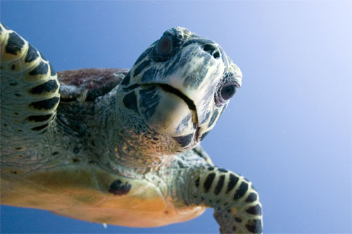 Green sea turtle chelonia mydas