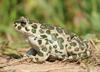 Green Toad (Bufo viridis) 