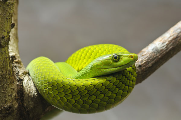 green mamba