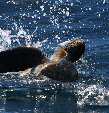 Sea turtle snagged in a long line