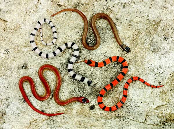 ground snakes
