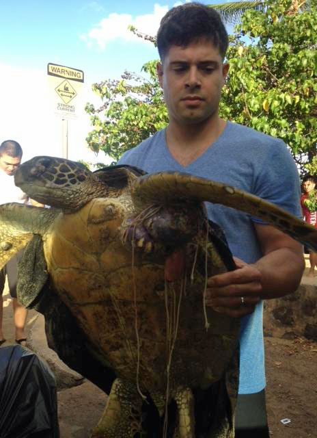 green sea turtle