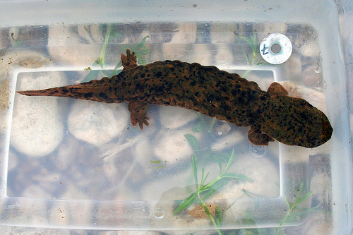 Hellbender salamander