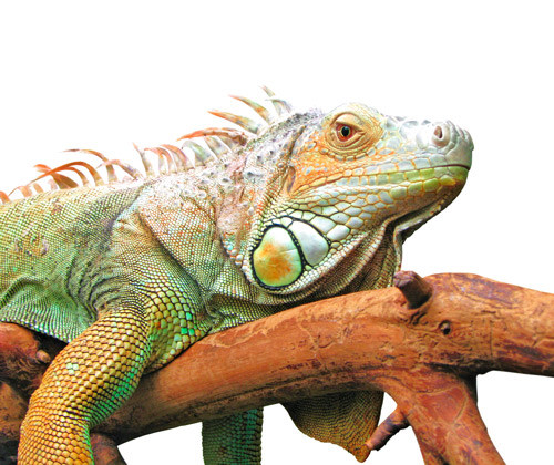 iguana