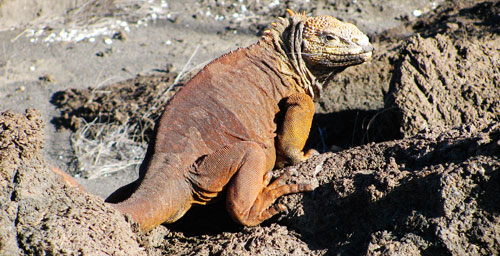 Galapagos iguana