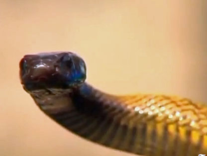 Inland taipan snake