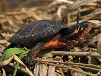 spotted turtle