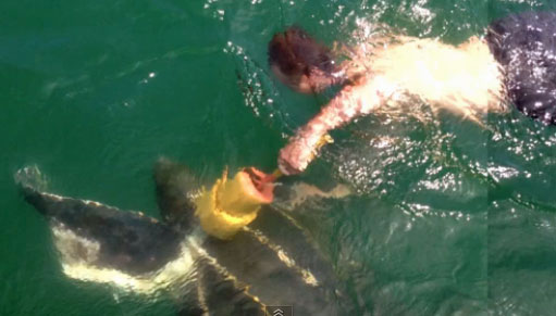 Kennedy Brothers Rescue Leatherback Sea Turtle, Get Investigated By NOAA Kennedy Brothers Rescue Leatherback Sea Turtle, Get Investigated By NOAA