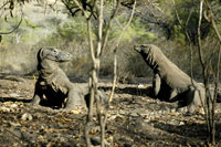 Komodo dragons - a close lizard relative of snakes.