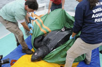 leatherback sea turtle