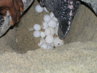 sea turtle egg nest