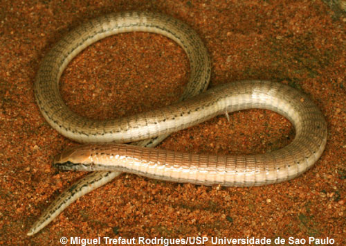 Legless Lizard