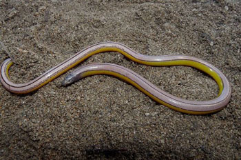 Legless lizard