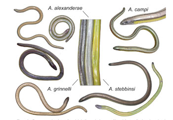 Four new species of legless lizards were discovered in California