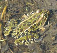 Northern Leopard Frog