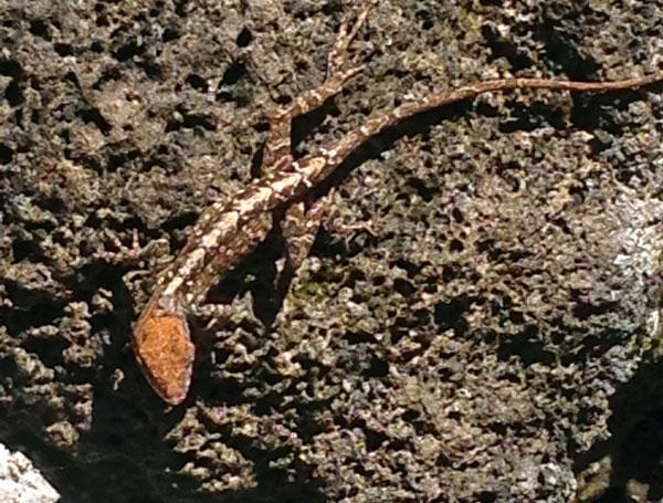 Brown anole