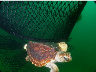 loggerhead turtle