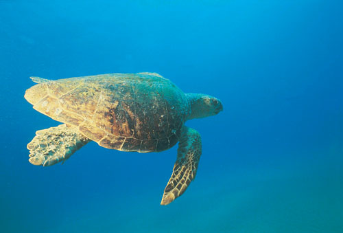 Loggerhead turtle