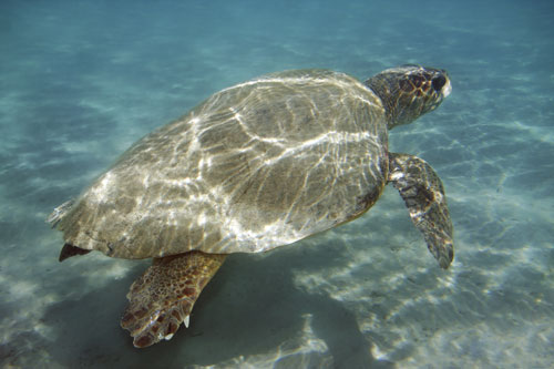 loggerhead sea turtle