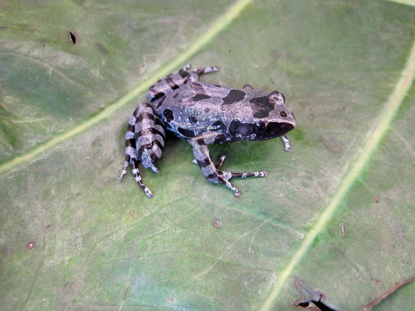 Long fingered frog