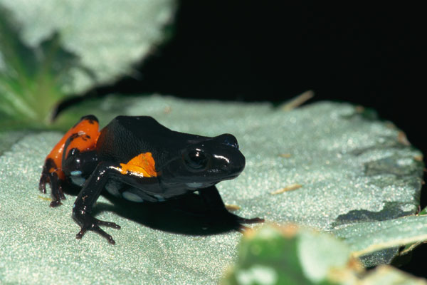 Madagascar poison frog