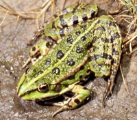 Indigenous Water Frogs Threatened