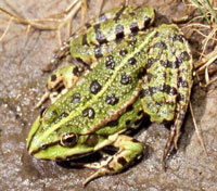 marsh frog