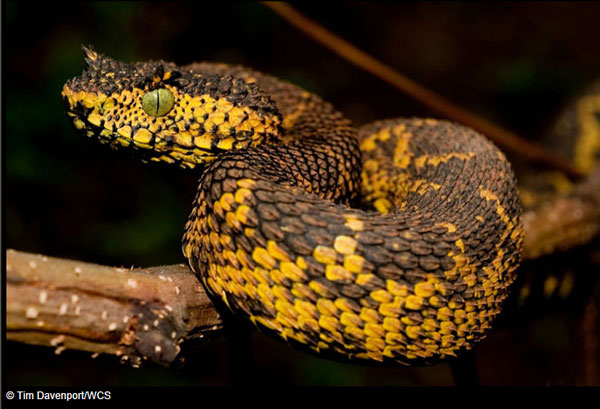 New Bush Viper Species Discovered In Tanzania