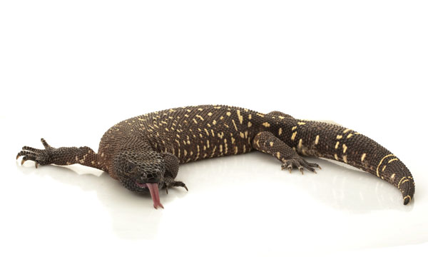 mexican beaded lizard