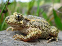 Midwife toad 