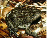 Mississippi gopher frog