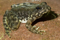 mountain yellow-legged frog